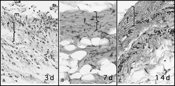 Figure 4. Fibrous connective tissue under reorganization in the sham-operated area with macrophages (m) and some neutrophils at 3 days. At 7 and 14 days, fiber formation (f) was more intense and newly formed connective tissue was randomly organized, similar to the preoperative condition but more mature than at 3 days. The greater thickness at 3 days refers to higher accumulation of cells and edema, which were significantly reduced at 7 and 14 days (HE; 40× magnification).