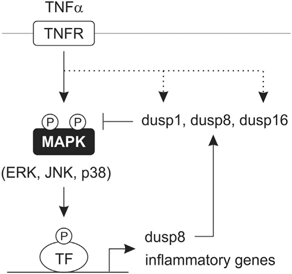 Fig. 9.