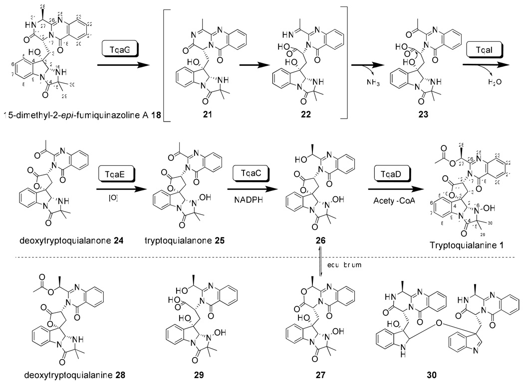 Scheme 4