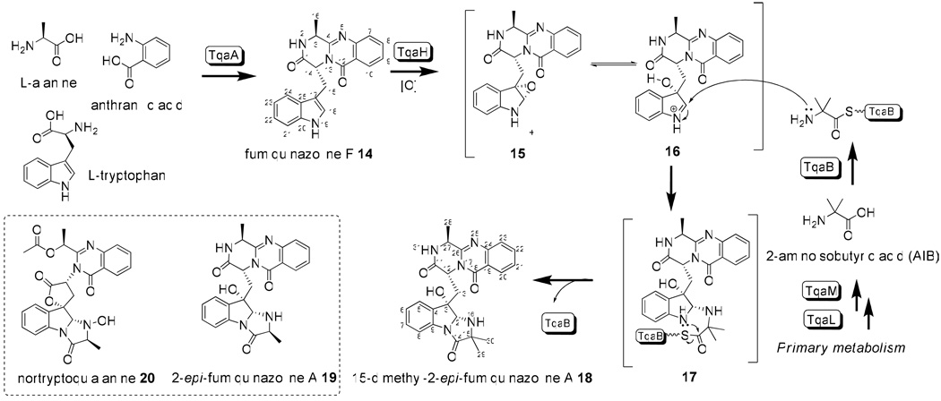 Scheme 3