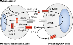 graphic file with name 978-3-662-57295-5_10_Fig3_HTML.jpg