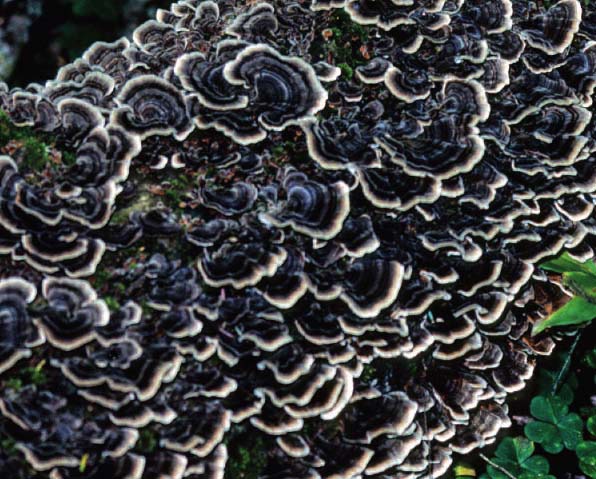 graphic file with name gahmj.2012.1.5.007.g001.jpg
