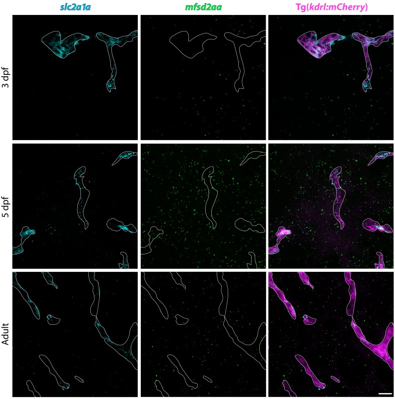 Figure 4—figure supplement 1.