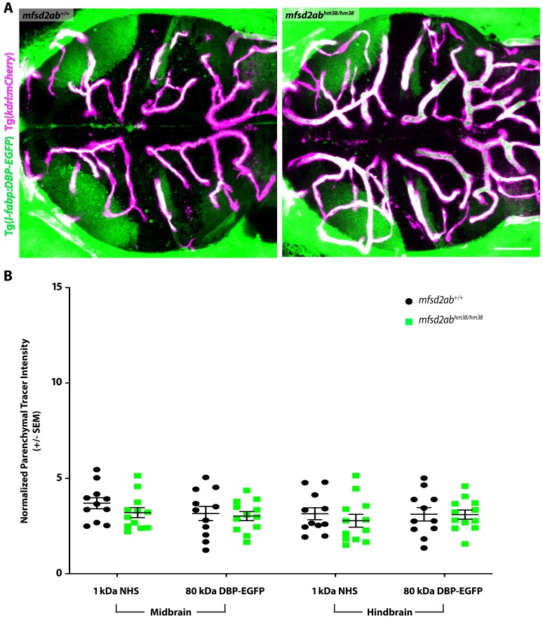 Figure 5—figure supplement 1.