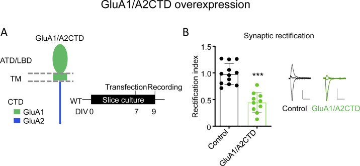 Figure 1—figure supplement 1.