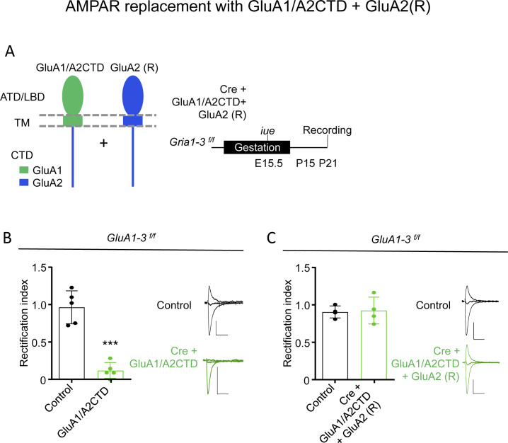 Figure 1—figure supplement 2.