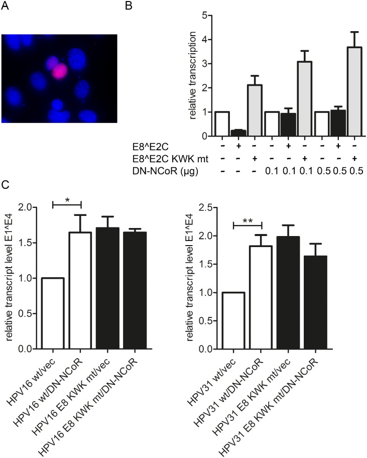 Fig 12