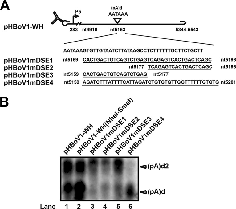 FIG 6