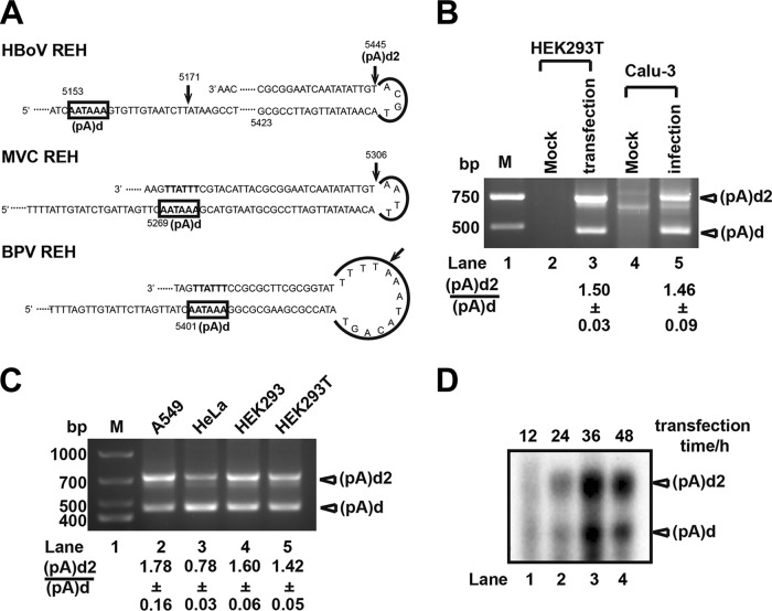 FIG 2