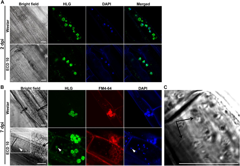 FIGURE 2