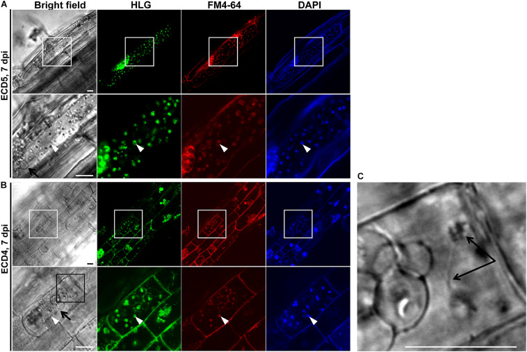 FIGURE 3