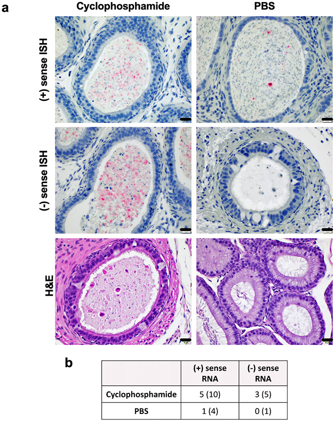 Figure 4: