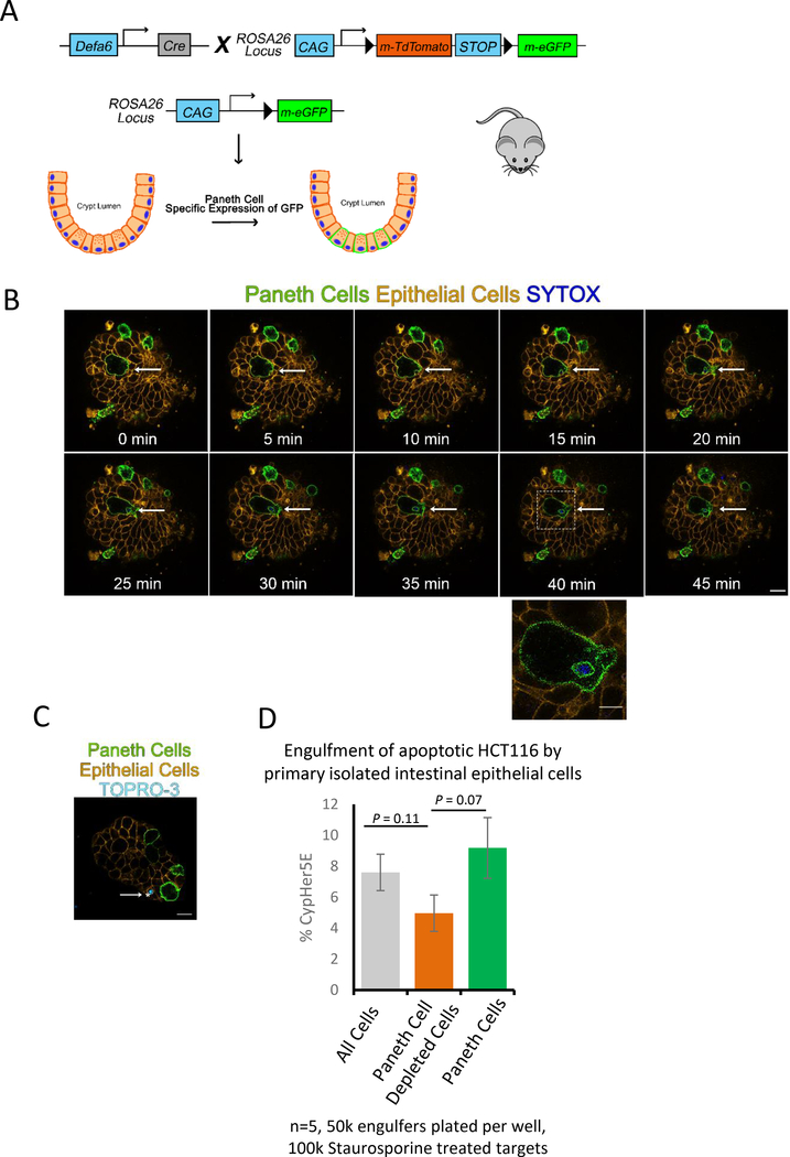 Figure 3: