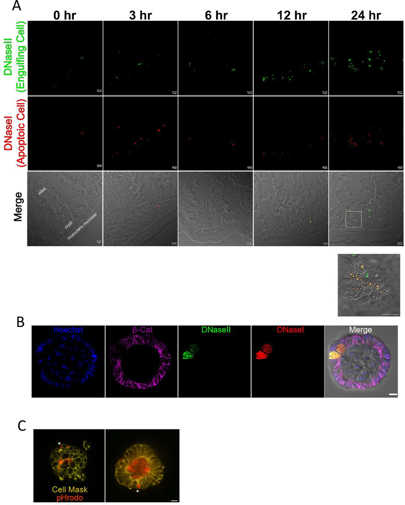 Figure 2: