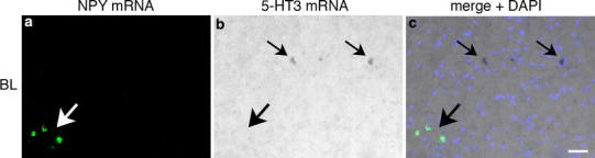 Fig. 7