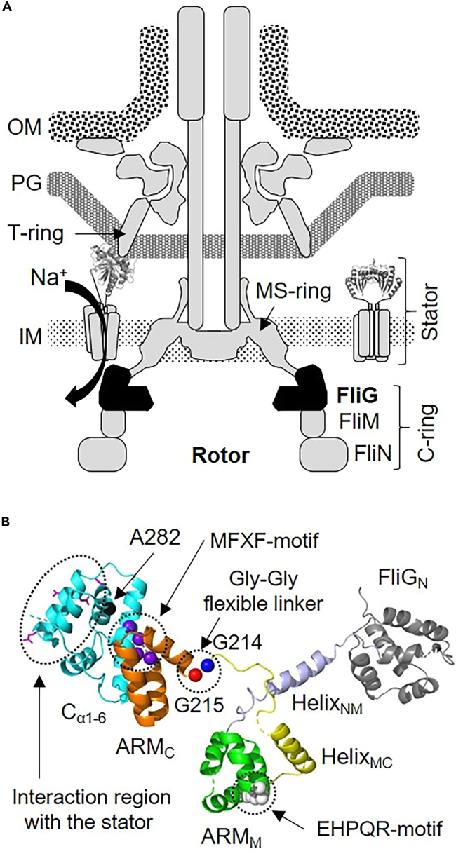 Figure 1