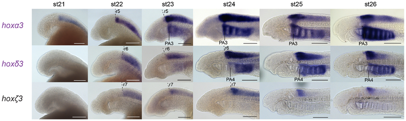 Figure 5: