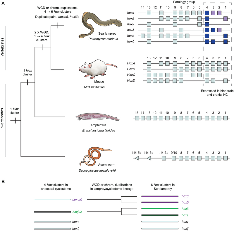 Figure 1: