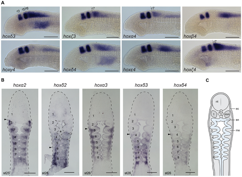 Figure 7: