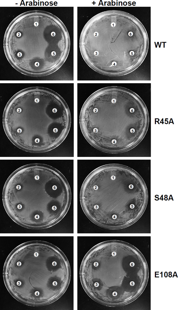 Fig. 6