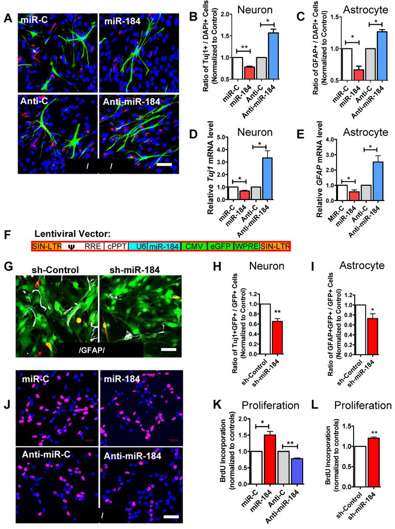 Epigenetic regulation of miR-184 by MBD1 governs neural stem cell ...