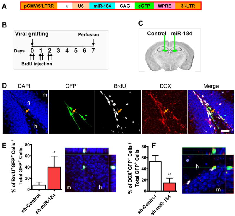 Epigenetic regulation of miR-184 by MBD1 governs neural stem cell ...