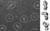 Figure 8