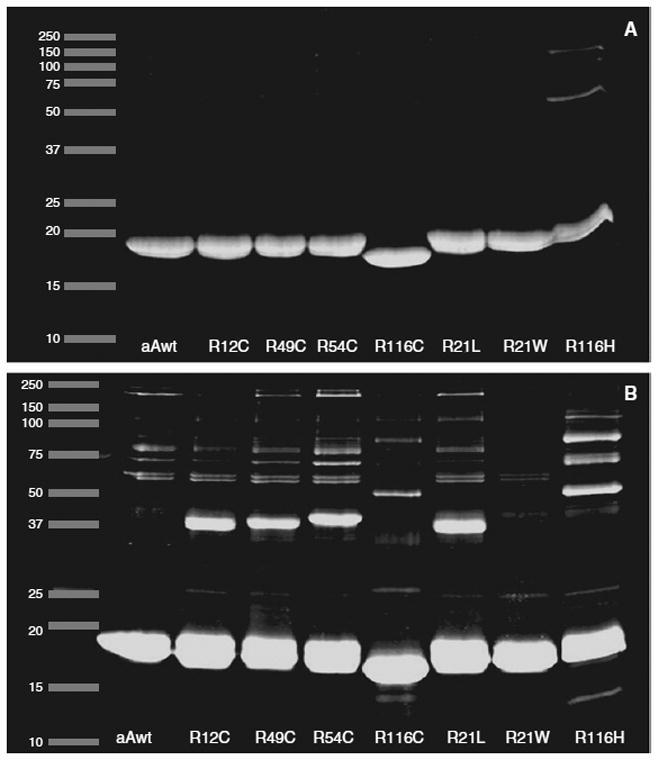 Fig. 10