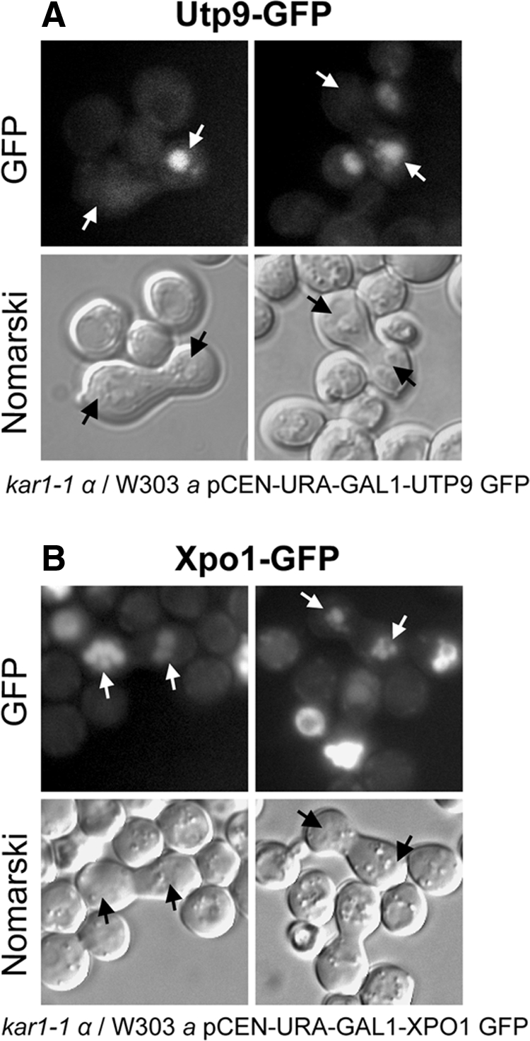 Figure 10.