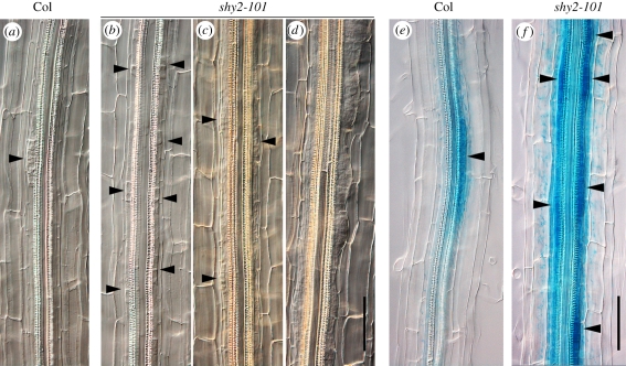 Figure 2.