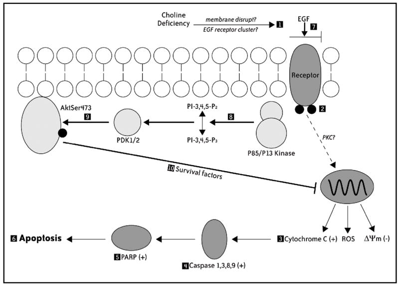 Fig. 8