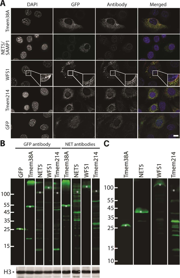 Fig. 3