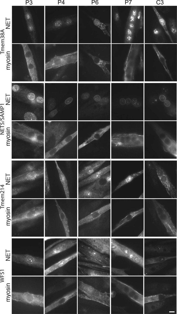 Fig. 4