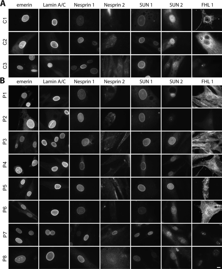 Fig. 1