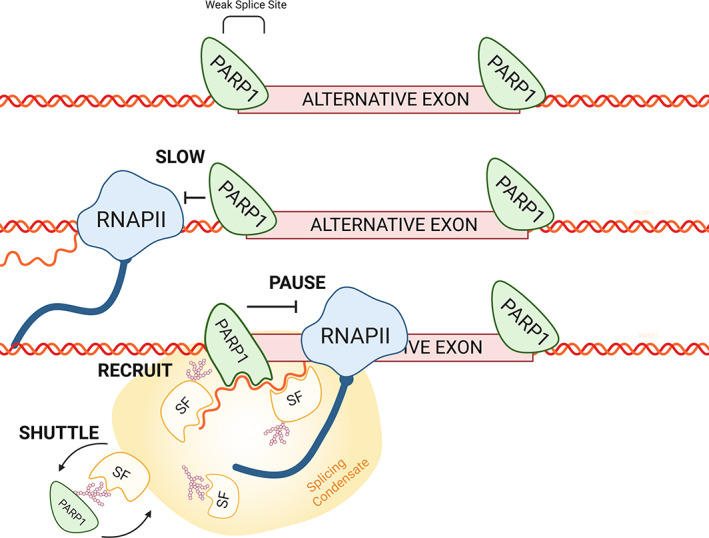 FIGURE 4