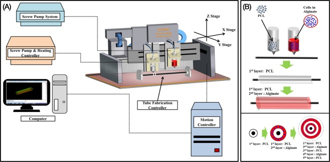 Experimental Tracheal Replacement Using 3-dimensional Bioprinted ...