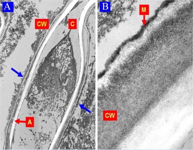 Figure 4.