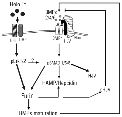 Figure 7.