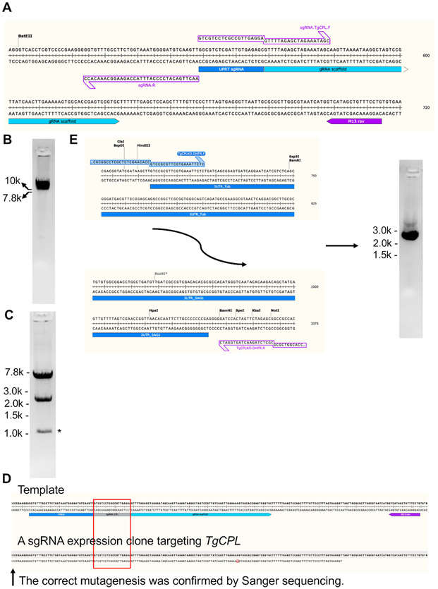 Figure 3: