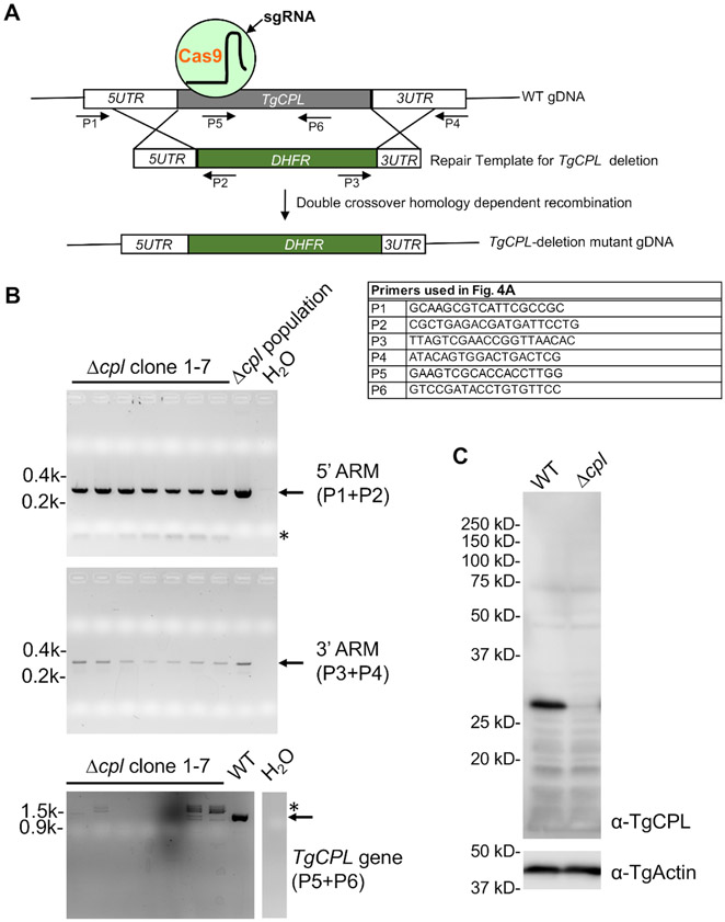 Figure 4: