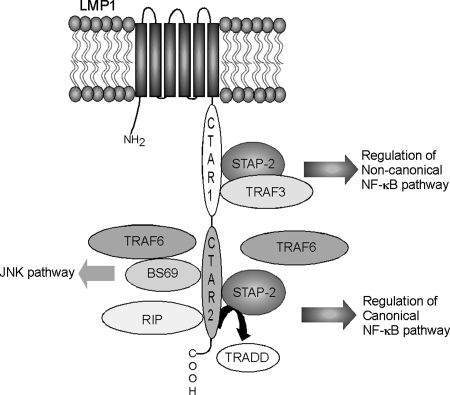 FIG. 11.