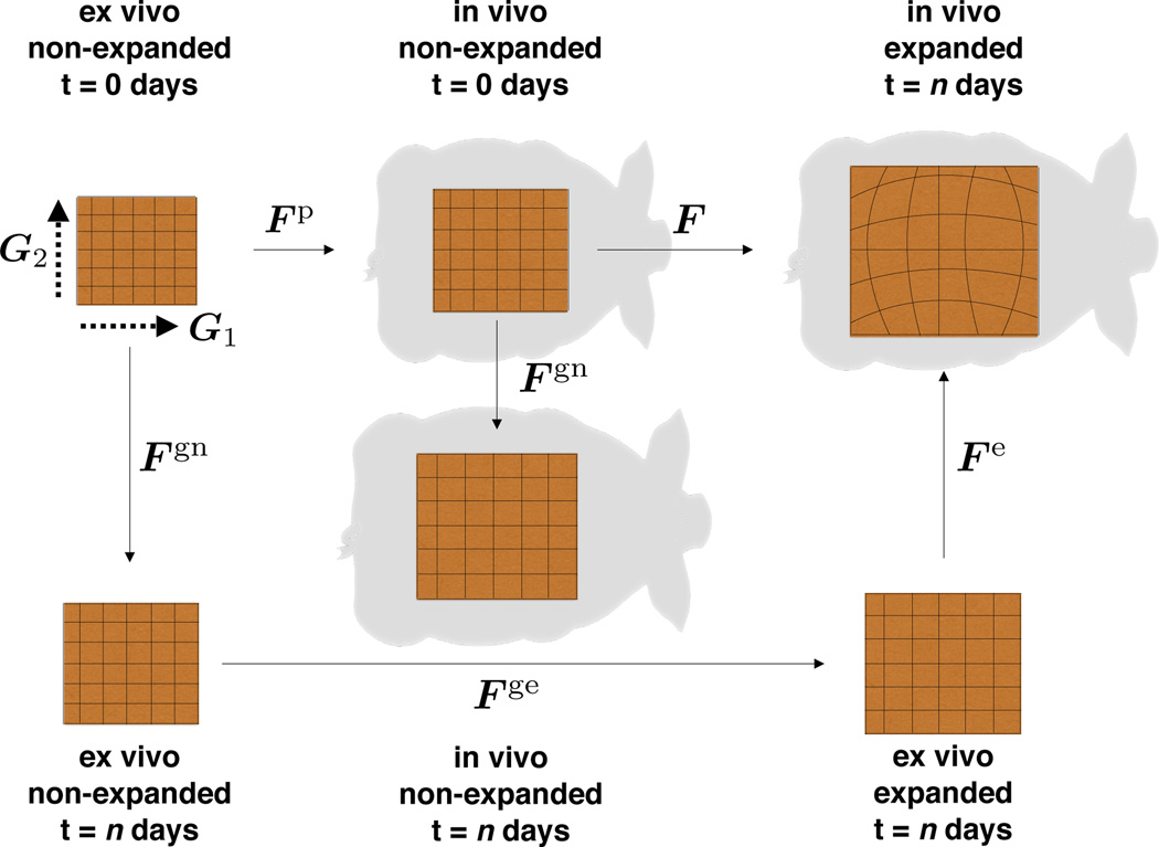 Fig. 6