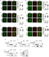 Figure 3—figure supplement 1.