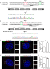 Figure 7—figure supplement 1.