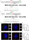 Figure 4—figure supplement 1.