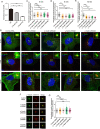Figure 6—figure supplement 1.