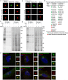 Figure 1—figure supplement 1.
