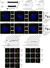 Figure 1—figure supplement 2.