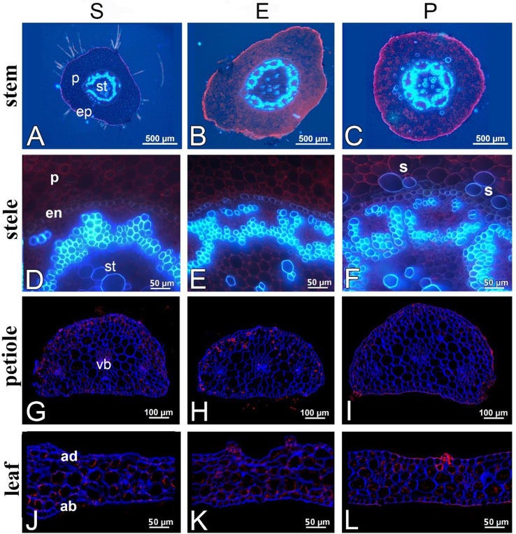Fig. 9