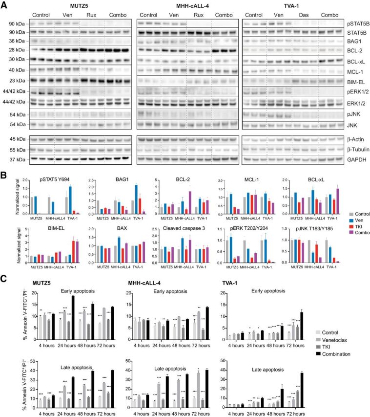 Figure 4. Effects of combined kinase and BCL-2 inhibition on intracellular phosphosignaling, apoptosis proteins, and functional apoptosis. A, Immunoblot images and (B) normalized immunoblotting signal intensities of phosphorylated (p) STAT5, pERK, and pJNK (along with total protein levels below their respective phosphoprotein levels), and BAG1 and BCL-2 family proteins in Ph-like ALL cell lines treated in vitro with single-agent venetoclax, single-agent TKI (ruxolitinib for MUTZ5 and MHH-cALL-4, dasatinib for TVA-1), or both drugs. Densitometry signals were first normalized to either β-actin, β-tubulin, or GAPDH loading controls (representative strips shown) and displayed graphically relative to 0.1% DMSO control treatment. Each bar represents mean ± SD of three technical replicates. BAX and cleaved caspase-3 targets were assessed by apoptosis protein arrays. C, Time course of apoptosis under single or combination drug conditions was assessed by annexin V/propidium iodide (PI) co-staining and flow cytometric analysis. MUTZ5 and MHH-cALL-4 cells were treated with 0.1 μmol/L venetoclax, 1 μmol/L ruxolitinib, both drugs, or 0.1% DMSO control. TVA-1 cells were treated with 50 nmol/L venetoclax, 0.5 nmol/L dasatinib, both drugs, or 0.1% DMSO control. Early apoptosis (assessed by percent annexin V+/PI−, left) and late apoptosis/necrosis (assessed by percent annexin V+/PI+, right) are shown for each time point. Each bar represents mean ± SD of three replicates. Significance of control or single drug as compared with combination indicated by asterisks above bars: *P ≤ 0.05, **P ≤ 0.01, ***P ≤ 0.001 using two-way ANOVA and Dunnett post-test correction.